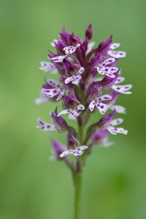 Burnt Orchid (Orchis ustulata)