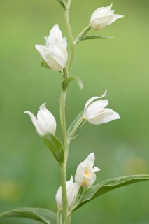 White Helleborine (Platanthera damasonium)