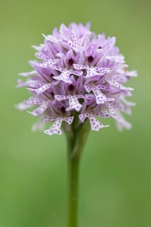 Three-toothed Orchid (Orchis tridentata