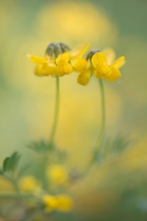 Horseshoe Vetch (Hippocrepis comosa)