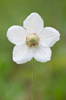 Snowdrop Anemone (Anemone sylvestris)