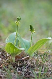 Common Twayblade (Listera ovata)