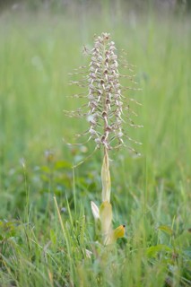 Lizard Orchid (Himantoglossum hircinum)