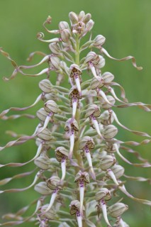Lizard Orchid (Himantoglossum hircinum)