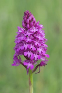 Pyramidal Orchid (Orchis pyramidalis)