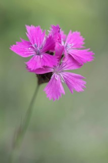 Carthusian Pink (Dianthus carthusianorum)