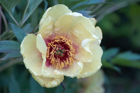 Moutan or tree peony (Paeonia suffruticosa)