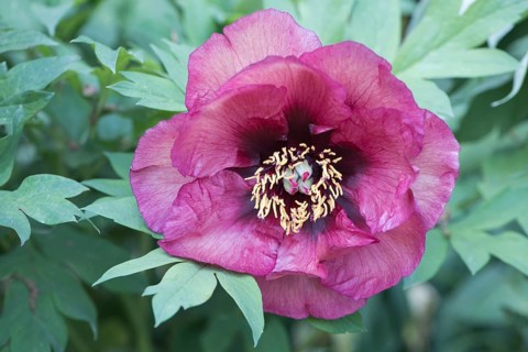 Moutan or tree peony (Paeonia suffruticosa)
