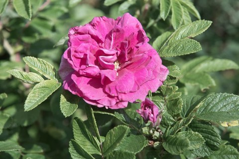 Damascene rose (Rosa x damascena)