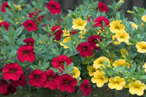 Mini Petunias (Calibrachoa hybrids)
