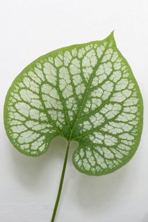 Siberian Bugloss (Brunnera macrophylla 'Jack Frost')
