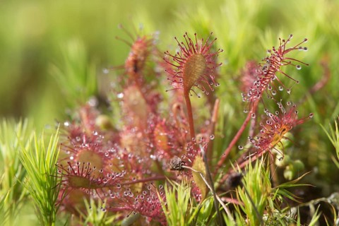 Oblong-leaved sundew or spoonleaf sundew (Drosera intermedia)