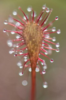 Oblong-leaved sundew or spoonleaf sundew (Drosera intermedia)