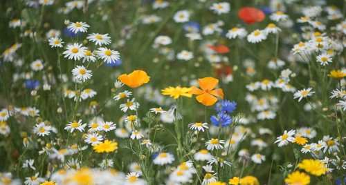 Flower meadow with Scentless Chamomiles (Tripleurospermum maritimum ssp.inodorus)