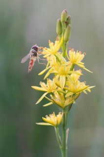 Bog Asphodel (Narthecium ossifragum) with hover fly