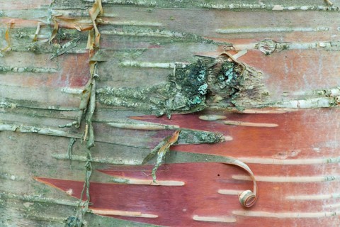 Bark of Erman's Birch (Betula ermanii)