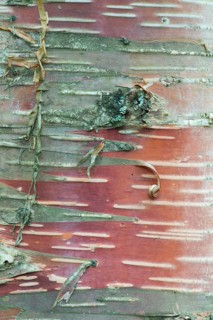 Bark of Erman's Birch (Betula ermanii)