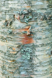 Bark of Erman's Birch (Betula ermanii)