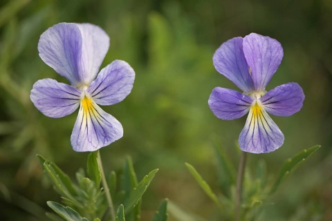 Mountain Pansies (Viola lutea)