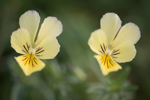 Mountain Pansies (Viola lutea)
