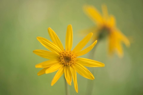 Mountain Arnica (Arnica montana)