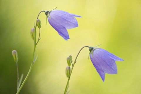 Harebell (Campanula rotundifolia)