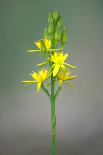 Bog Asphodel (Narthecium ossifragum)