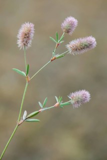 Haresfoot Clover (Trifolium arvense)