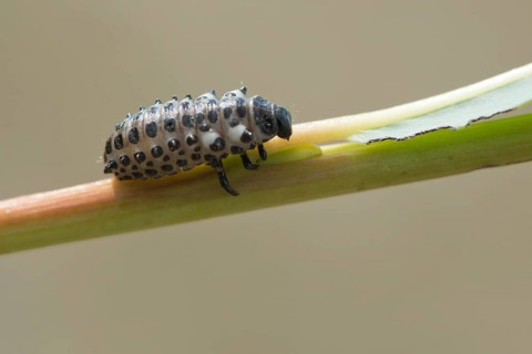 Larva