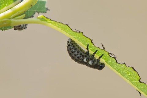 Larva
