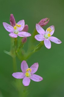 European centaury (Centaurium erythraea)