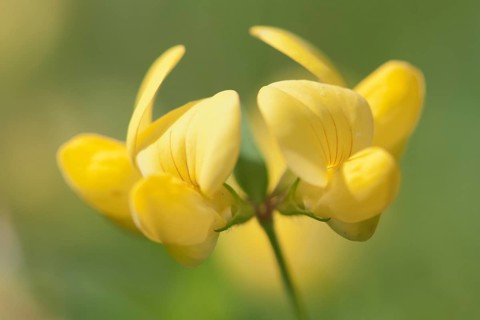 Common Bird's-foot Trefoil (Lotus corniculatus)