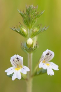 Eyebright (Euphrasia officinalis)