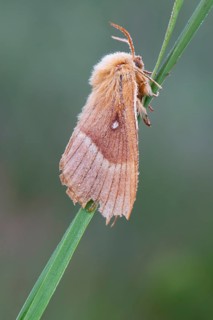 Oak eggar (Lasiocampa Quercus) moth