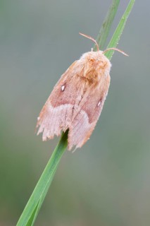 Oak eggar (Lasiocampa Quercus) moth