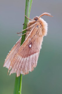 Oak eggar (Lasiocampa Quercus) moth