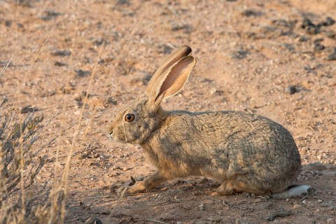 Cape hare (Lepus capensis)