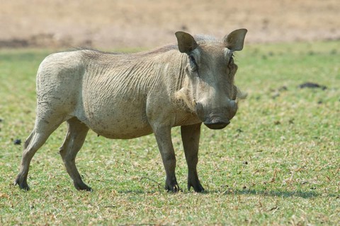 Warthog (Phacochoerus africanus)