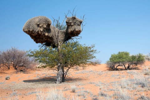 Sociable weaver (Philetairus socius) community nest
