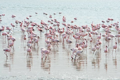 Lesser Flamingos (Phoeniconaias minor) in the water