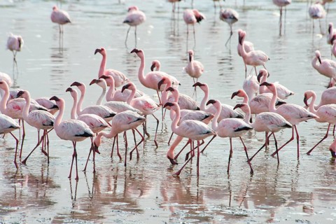 Lesser Flamingos (Phoeniconaias minor) in the water