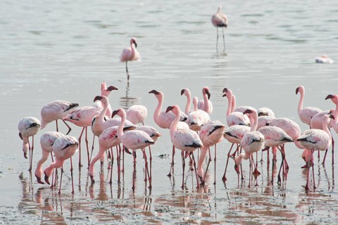 Lesser Flamingos (Phoeniconaias minor) in the water