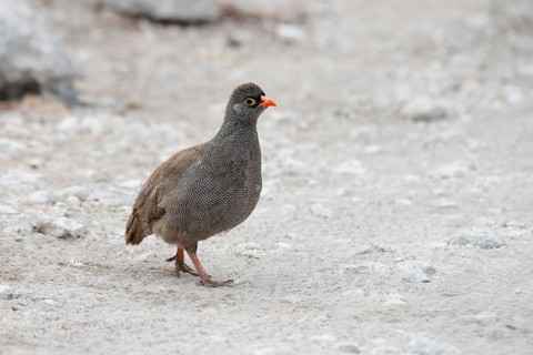 Red-billed spurfowl (Francolinus adspersus)