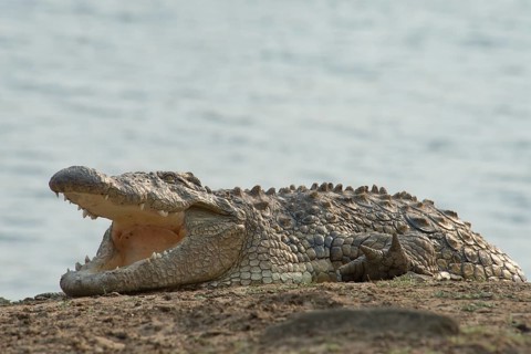 Nile crocodile (Crocodylus niloticus)
