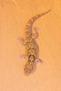 Turner gecko (Chondrodactylus turneri)