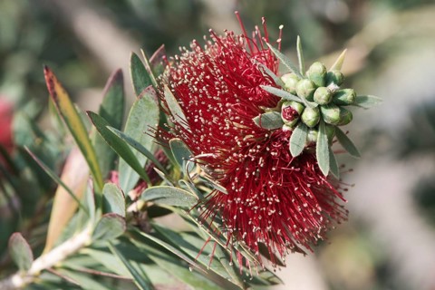 Bottlebrush (Callistemon sp.)