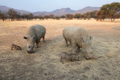 White rhinos (Ceratotherium simum) and warthogs (Phacochoerus africanus) grazing together