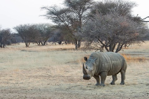 White Rhinoceros (Ceratotherium simum)