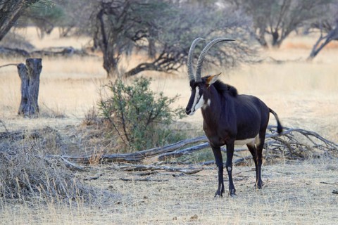 Sable antelope (Hippotragus niger)