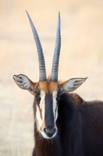 Sable antelope (Hippotragus niger)